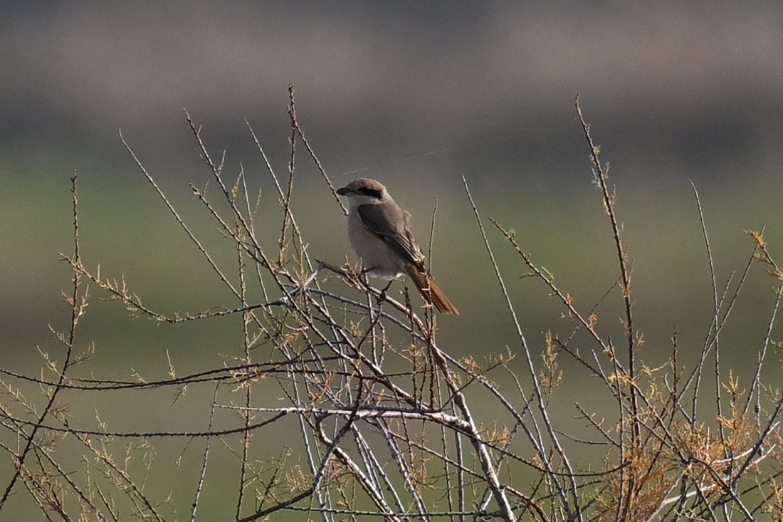 Isabelline Shrike